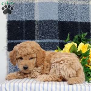 Ethan, Mini Goldendoodle Puppy